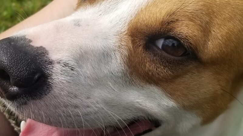 Humane Society of Raleigh County - Beckley, WV
