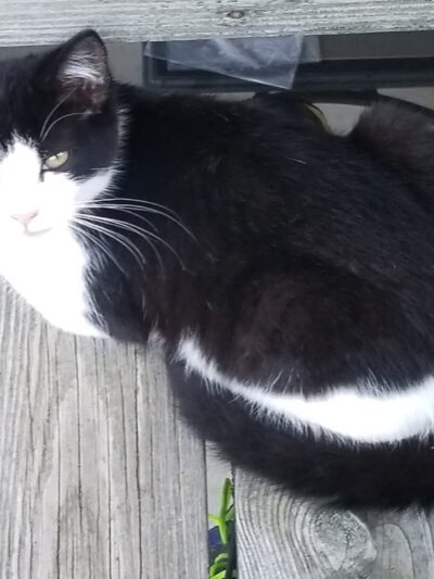 Humane Society of Raleigh County - Beckley, WV