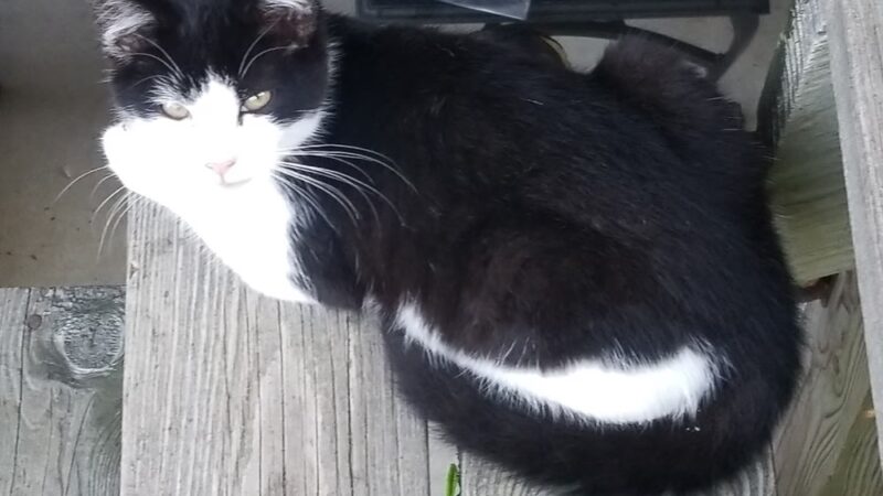 Humane Society of Raleigh County - Beckley, WV