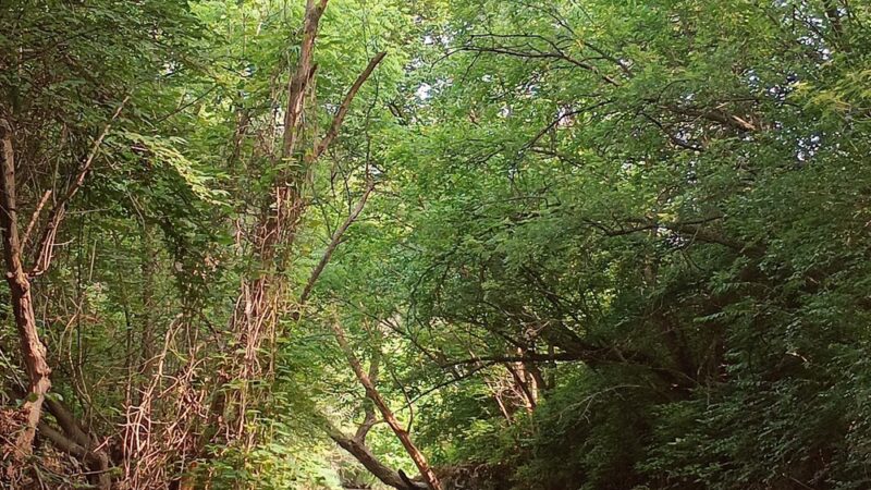 Franciscan Trail - Beech Grove, IN