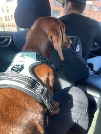 BellaMia Petique - ,