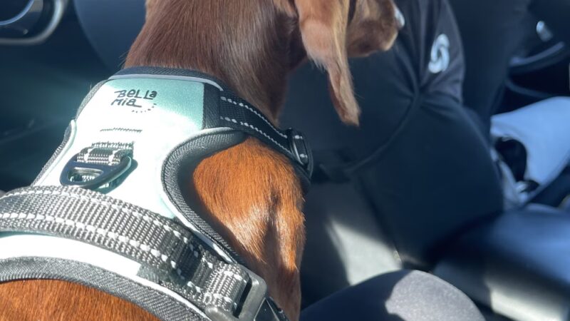 BellaMia Petique - ,