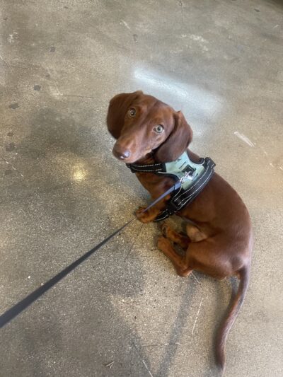 BellaMia Petique - ,