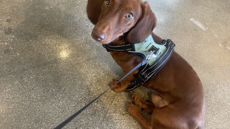 BellaMia Petique - ,