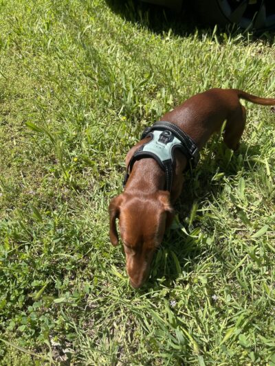 BellaMia Petique - ,