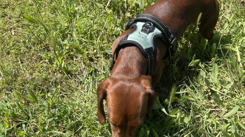 BellaMia Petique - ,