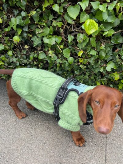 BellaMia Petique - ,