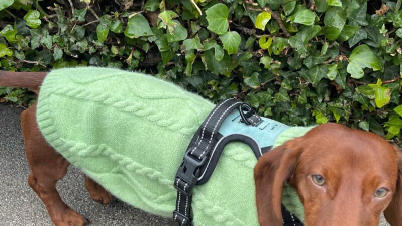 BellaMia Petique - ,