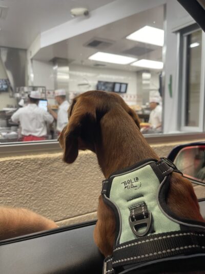 BellaMia Petique - ,