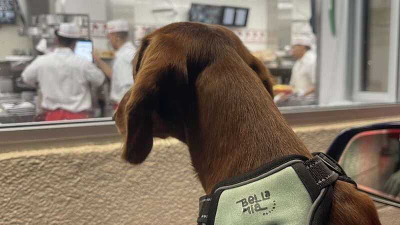 BellaMia Petique - ,