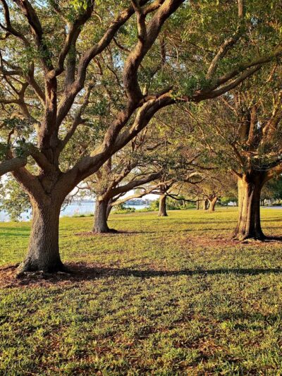 Hallett Park - Belleair, FL