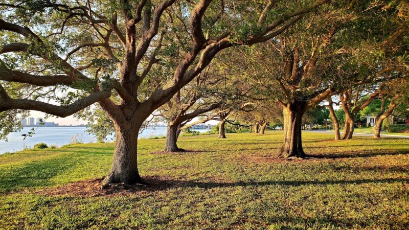 Hallett Park - Belleair, FL