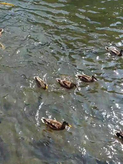 Bellefonte Historical Railroad Society at Talleyrand Park - Bellefonte, PA