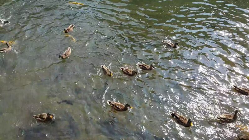 Bellefonte Historical Railroad Society at Talleyrand Park - Bellefonte, PA