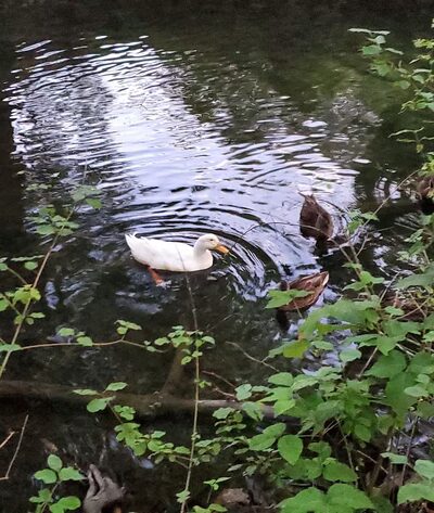 Krauss Park - Bellefonte, PA