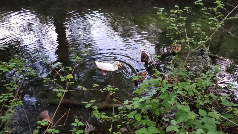 Krauss Park - Bellefonte, PA