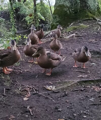 Krauss Park - Bellefonte, PA