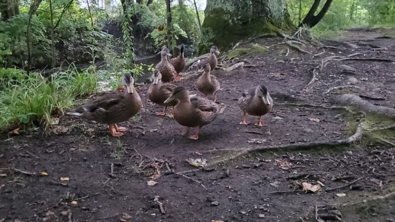 Krauss Park - Bellefonte, PA