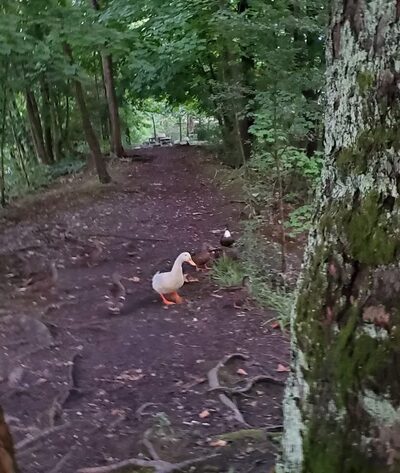Krauss Park - Bellefonte, PA