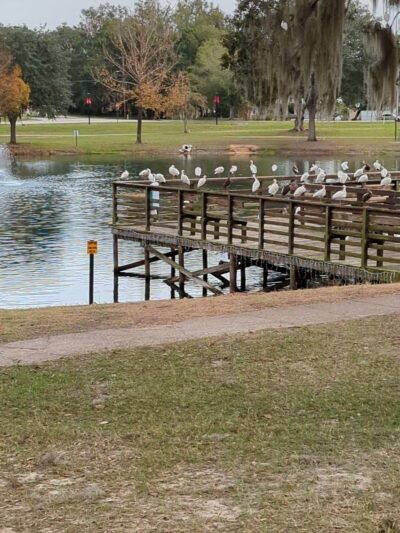 Lake Lillian - Belleview, FL