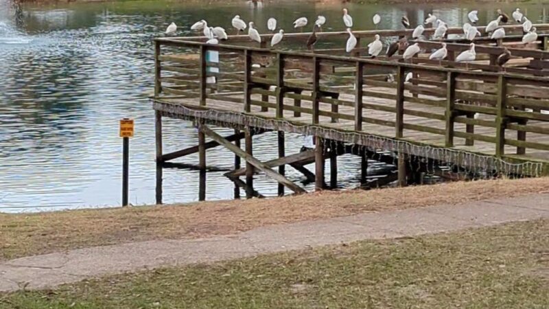 Lake Lillian - Belleview, FL