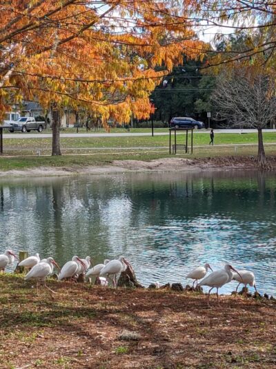 Lake Lillian - Belleview, FL