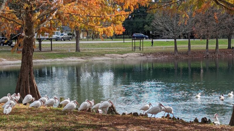 Lake Lillian - Belleview, FL
