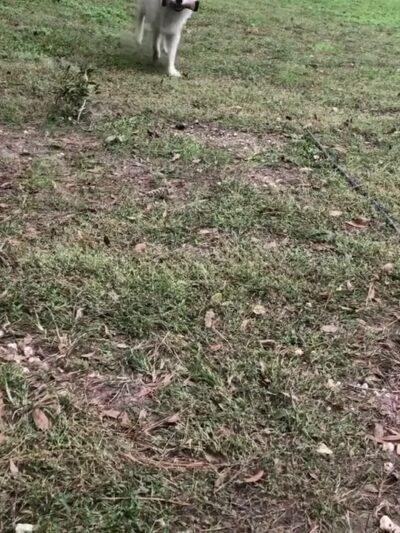 Sleepy Hollow Boarding & Grooming - Belleview, FL