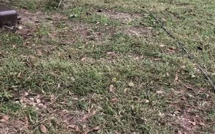 Sleepy Hollow Boarding & Grooming - Belleview, FL