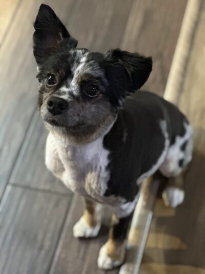 Sleepy Hollow Boarding & Grooming - Belleview, FL
