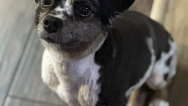 Sleepy Hollow Boarding & Grooming - Belleview, FL