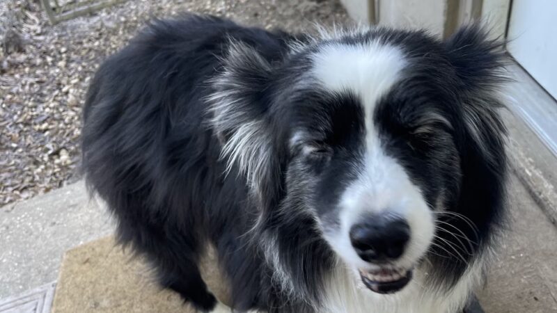 Sleepy Hollow Boarding & Grooming - Belleview, FL