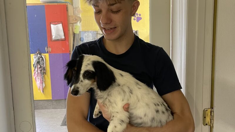 The Dog House of Belleview - Belleview, FL