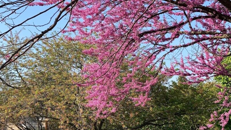 Reinheimer Park - Belleville, NJ