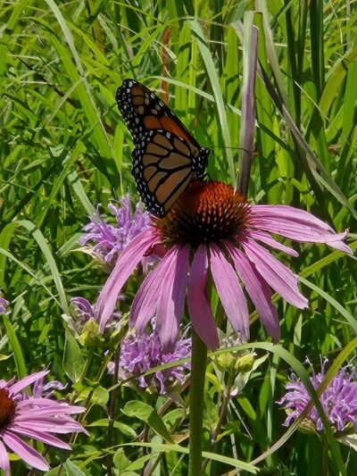 Bellevue State Park Butterfly Garden - Bellevue, IA