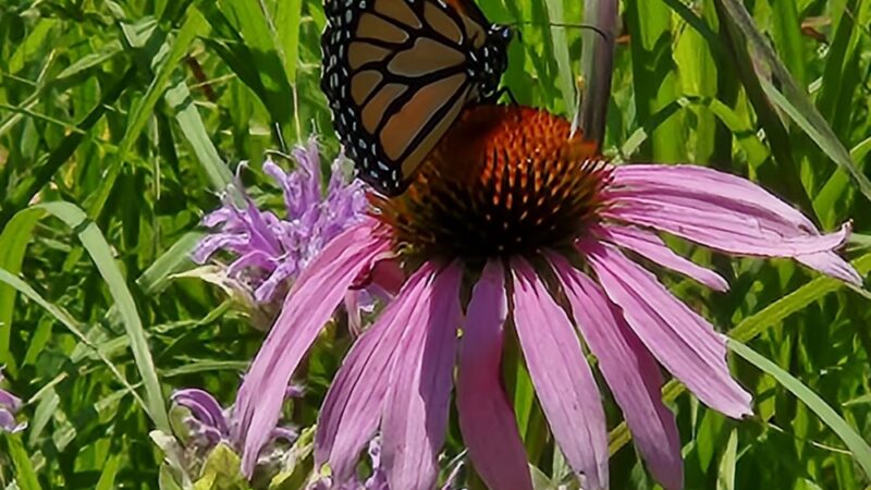 Bellevue State Park Butterfly Garden - Bellevue, IA