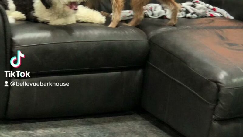 Bellevue Barkhouse - Bellevue, KY