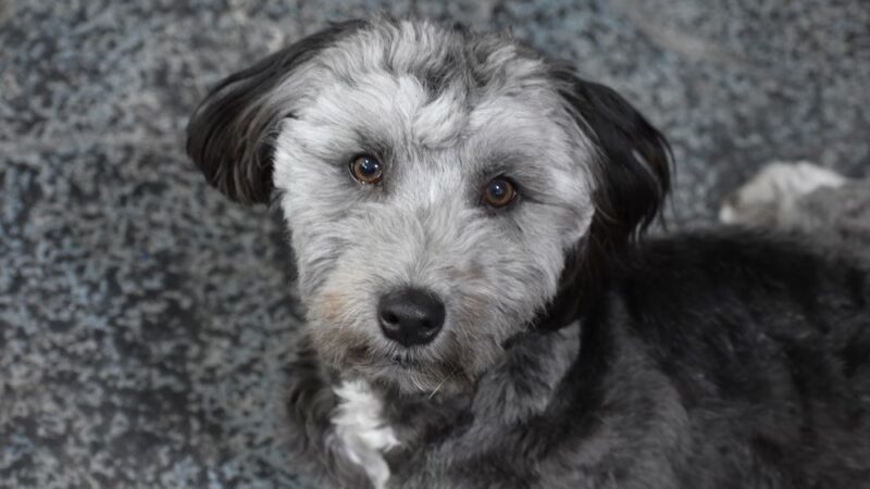 Bellevue Barkhouse - Bellevue, KY