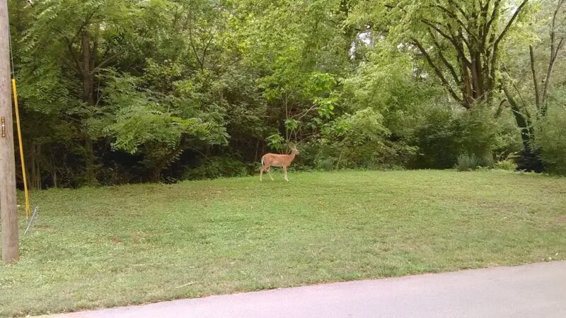 Swope Park - Bellevue, KY