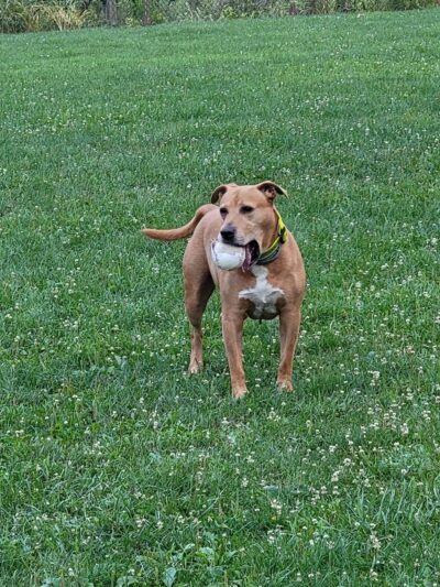 Gillott Park - Bellevue, PA