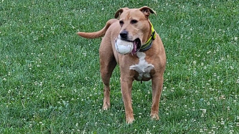 Gillott Park - Bellevue, PA