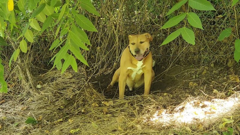 Gillott Park - Bellevue, PA