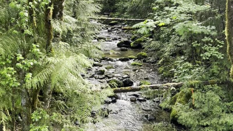 Y road trailhead - Bellingham, WA