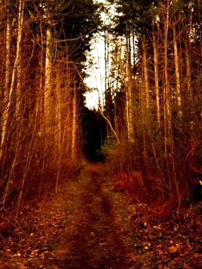 Y road trailhead - Bellingham, WA