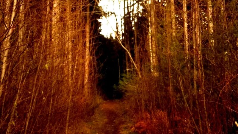 Y road trailhead - Bellingham, WA