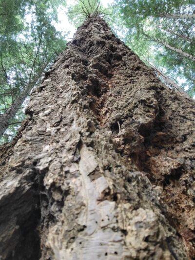 Cornwall Park - Bellingham, WA