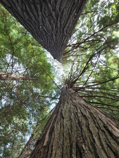 Cornwall Park - Bellingham, WA
