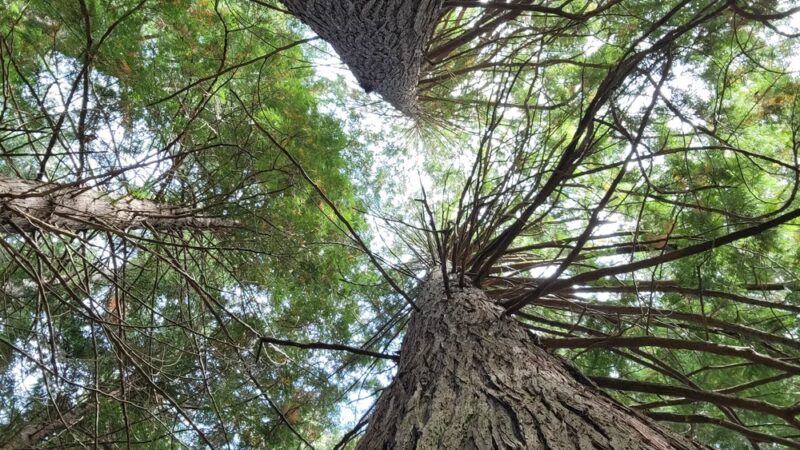 Cornwall Park - Bellingham, WA