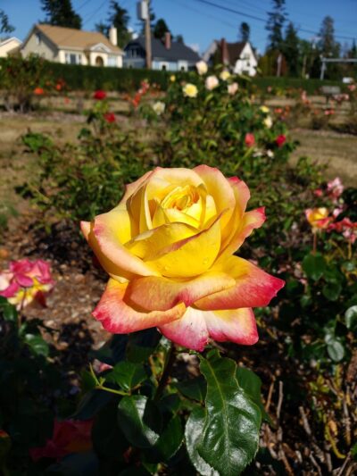 Cornwall Rose Garden - Bellingham, WA