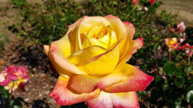 Cornwall Rose Garden - Bellingham, WA